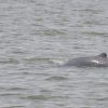 Mangrove & Irrawaddy Dolphin Watching Cruise_2