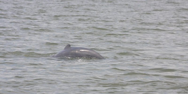 Mangrove & Irrawaddy Dolphin Watching Cruise